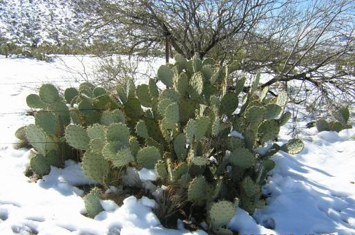 Arizona snow
