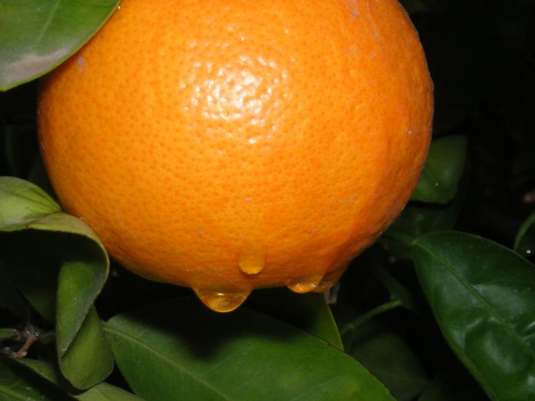 Free stock image of Raindrops on orange - Closeup created by thejazzcat