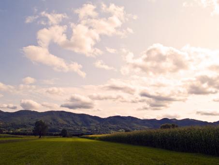 Free Stock Photo of Geen field