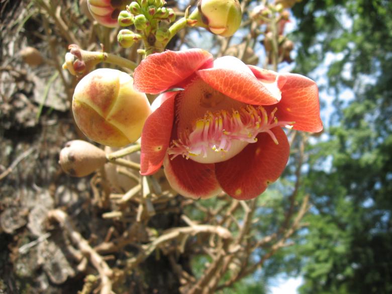 Free stock image of Flower created by Alexandre Belmonte