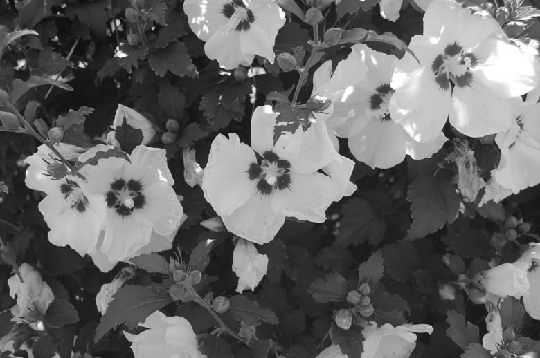 Free stock image of Black &amp; White Flowers created by Hannah