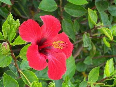 Hibiscus - Free Stock Photo