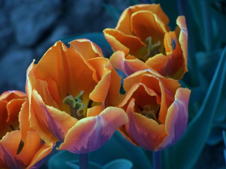Free stock image of Special dutch tulips in spring created by Marc
