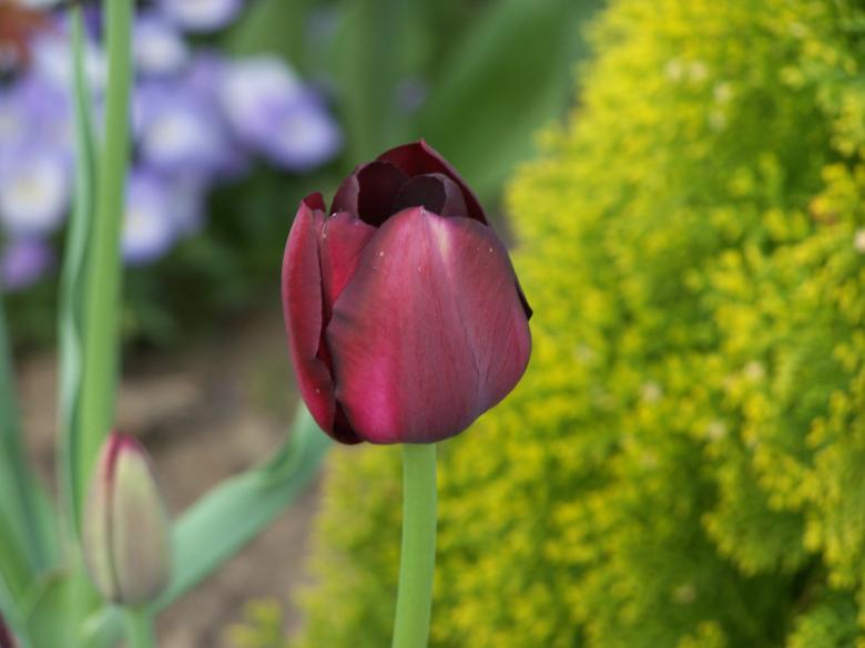 Free stock image of Special dutch tulips in spring created by Marc