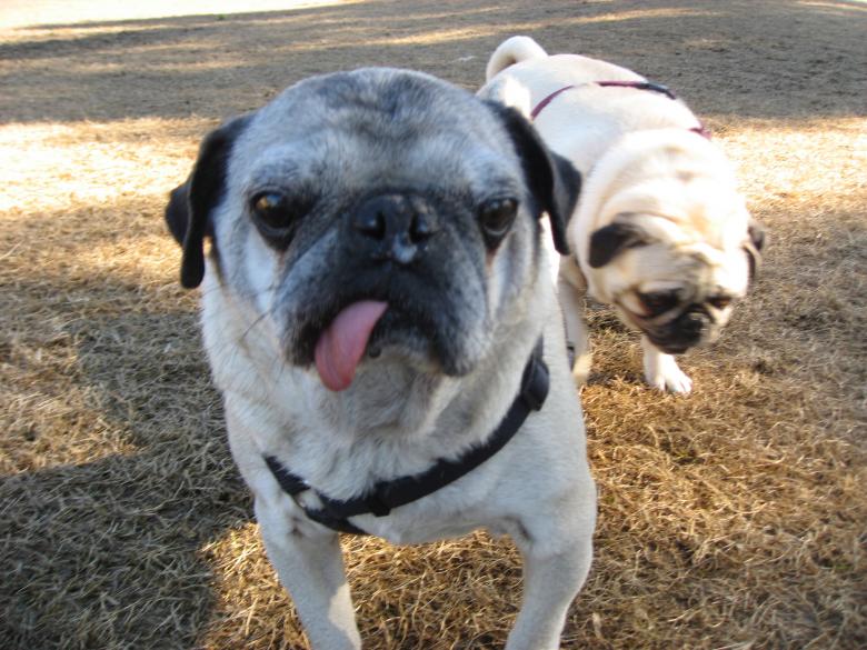 Free stock image of Sour Dog! created by Cameo Carroll