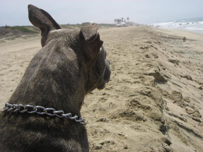Free stock image of A Dogs View created by Cameo Carroll