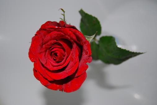 Free Stock Photo of Rose tears