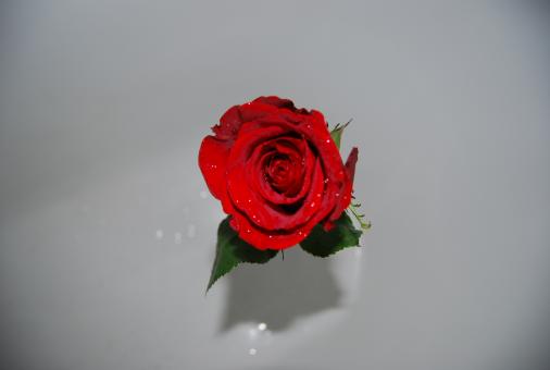 Rose tears - Free Stock Photo