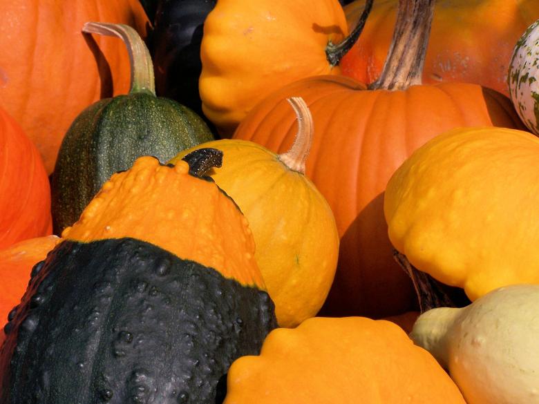 Free stock image of Colorful pumpkins in fall created by Marc