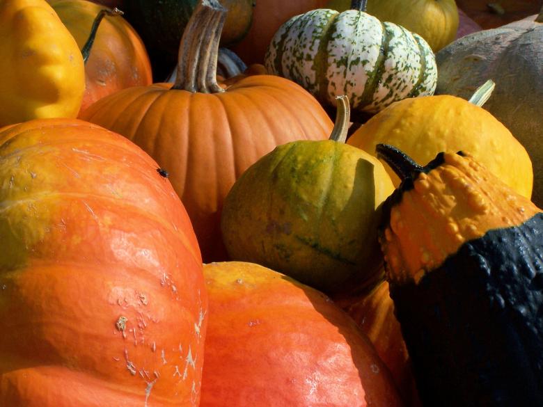 Free stock image of Colorful pumpkins in fall created by Marc