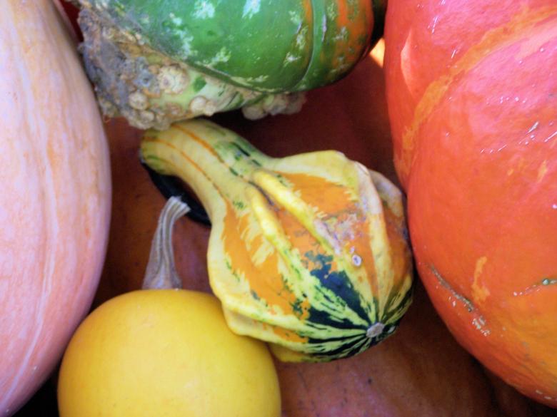 Free stock image of Colorful pumpkins in fall created by Marc