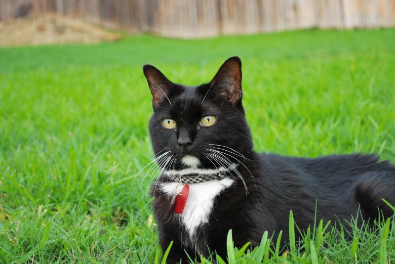 Free stock image of Black Cat created by kkDonut