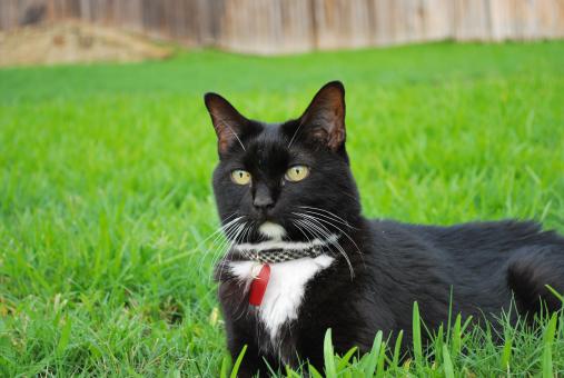 Black Cat - Free Stock Photo