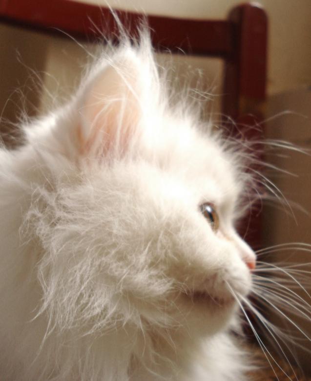 Free stock image of White cat created by Ranoush