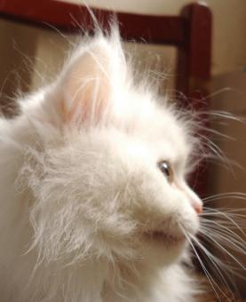 Free Stock Photo of White cat