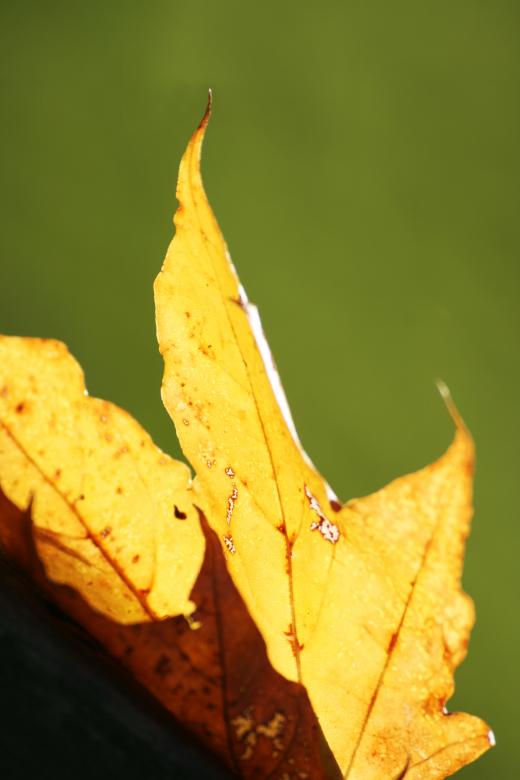 Free stock image of Fall Leafs created by AD
