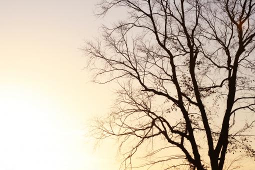 Branches - Free Stock Photo