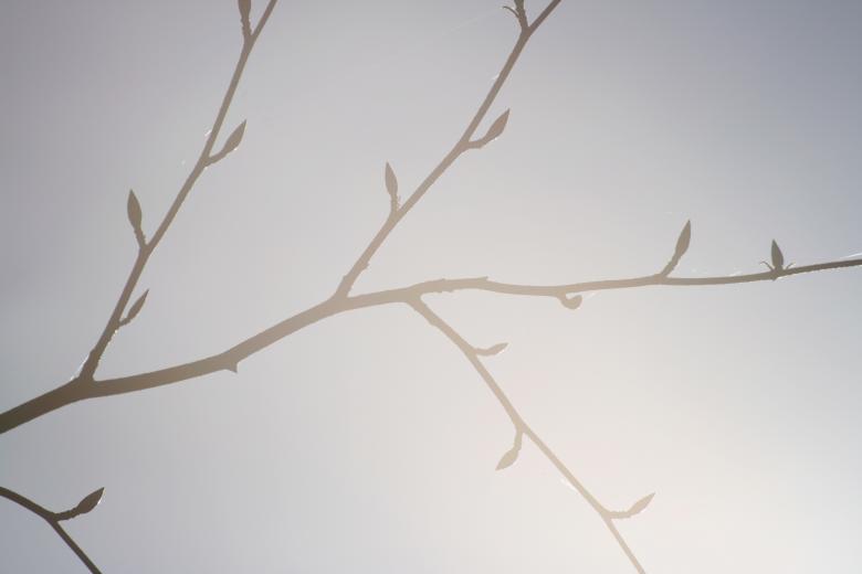 Free stock image of Branches created by AD