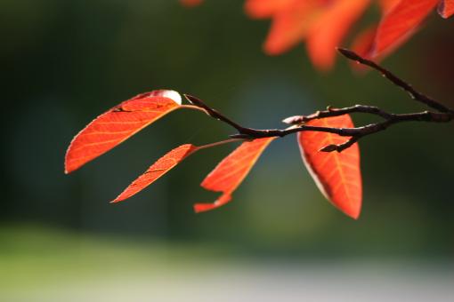 Fall Leaf - Free Stock Photo