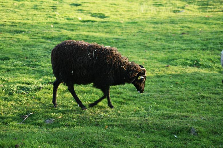 Free stock image of Sheep created by AD