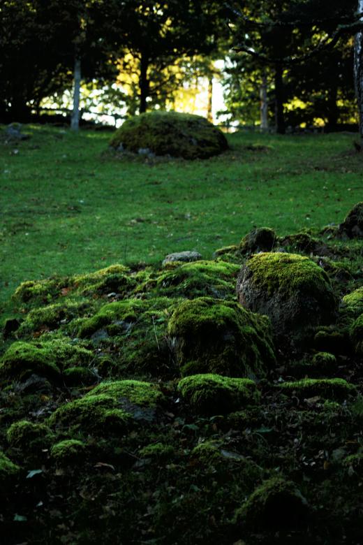 Free stock image of Green Forest created by AD