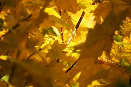Colorful leafs - Free Stock Photo