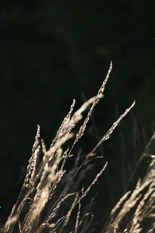 Free stock image of Straws created by AD