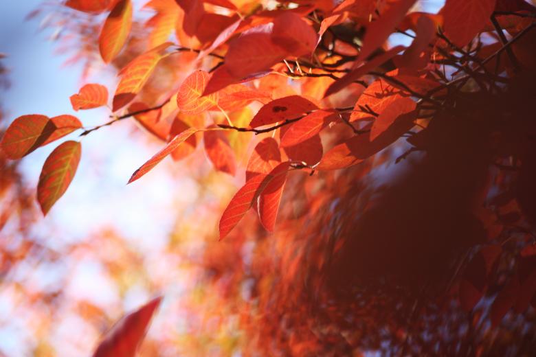 Free stock image of Red Leafs created by AD
