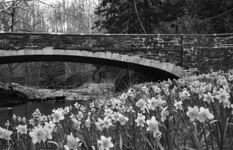 Free stock image of Daffodils Black and White created by Nichole