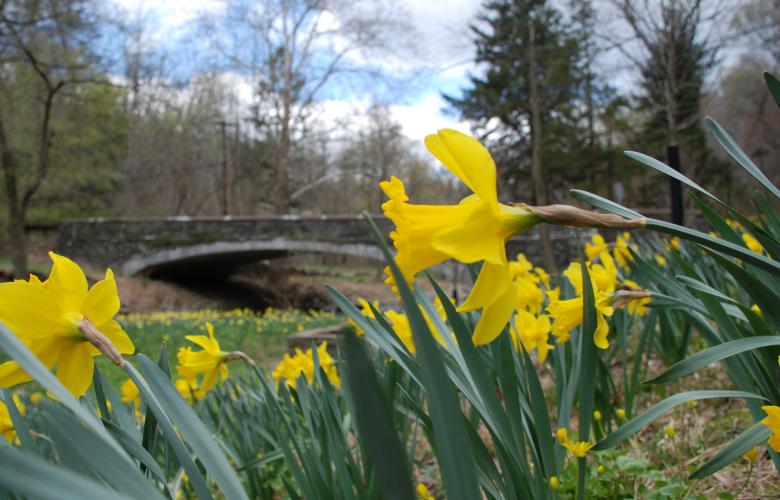 Free stock image of Daffodil Up Close created by Nichole