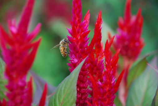 Pink Flowers and a bee - Free Stock Photo