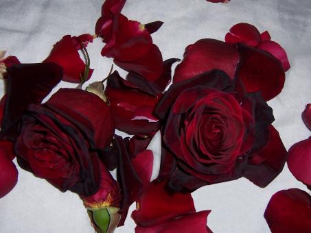Roses - Free Stock Photo