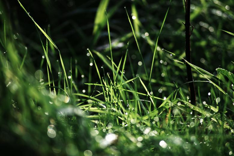 Free stock image of Rainy Grass created by AD