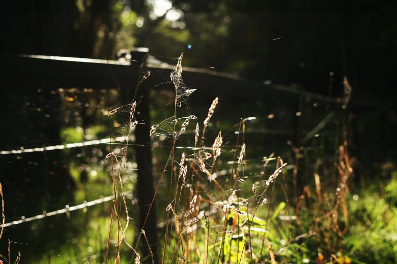 Free stock image of Farm Nature created by AD