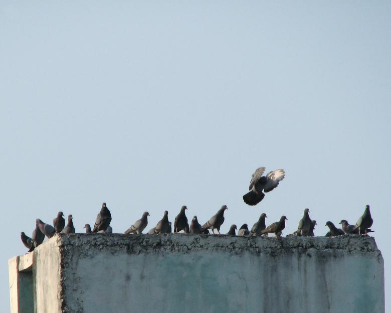 Free stock image of Wings of Freedom created by Nikhil Desai