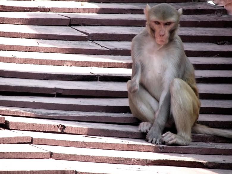 Free stock image of Handicapped Monkey created by Nikhil Desai