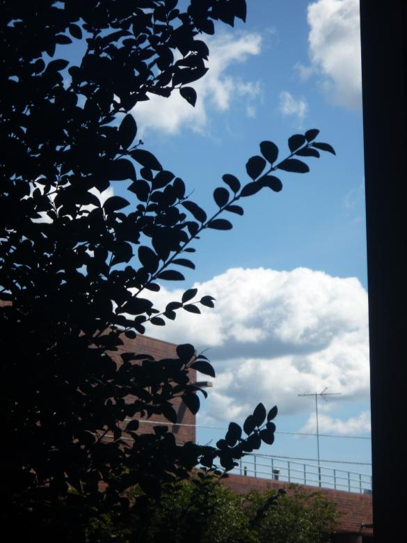 Free stock image of Tree branches created by Samantha