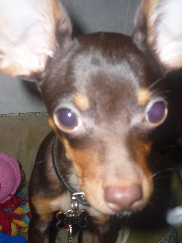 Free stock image of Small dog created by Samantha