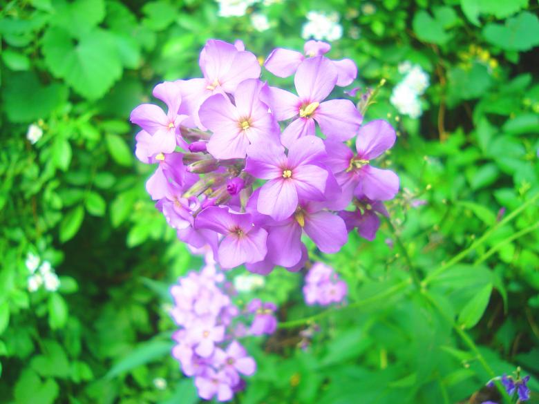 Free stock image of Violet Wildflowers created by Delta Book