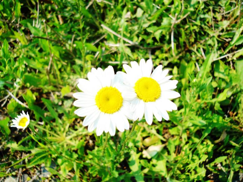 Free stock image of White Wildflowers created by Delta Book