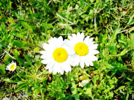 White Wildflowers - Free Stock Photo