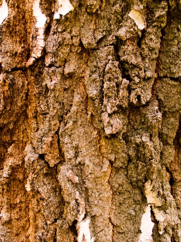 Free stock image of Wood texture created by Alen