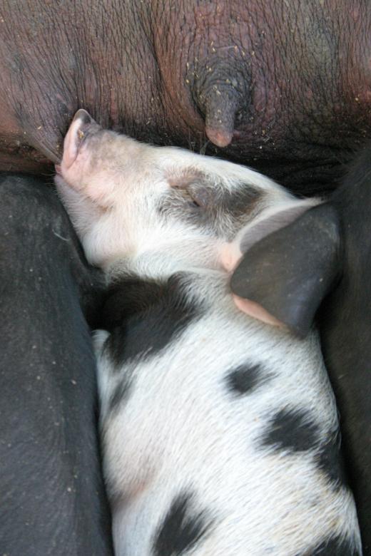 Free stock image of Pig created by Montoban Yves