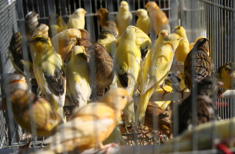 Free stock image of Crowded cage created by Arjen van Houwelingen