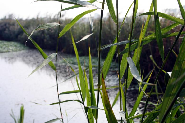 Free stock image of Ditch created by Arjen van Houwelingen
