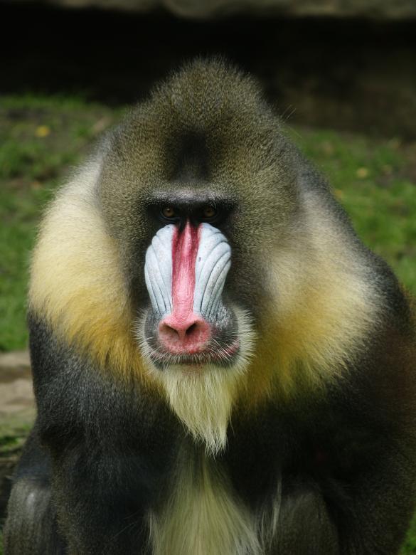 Free stock image of Mandrill created by Marc Aert