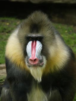 Mandrill - Free Stock Photo