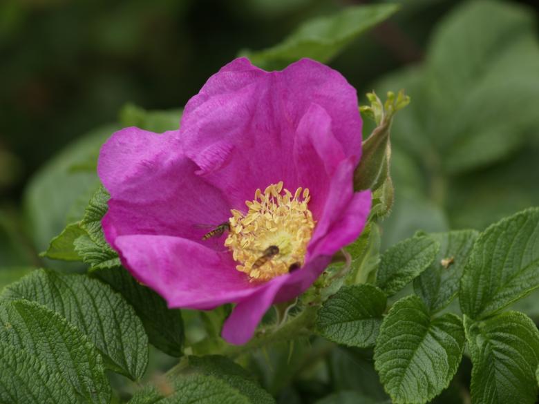 Free stock image of Wild Rose created by Marc Aert