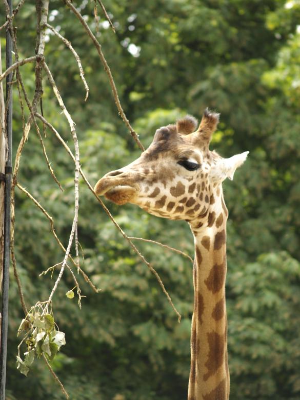 Free stock image of Giraffe created by Marc Aert