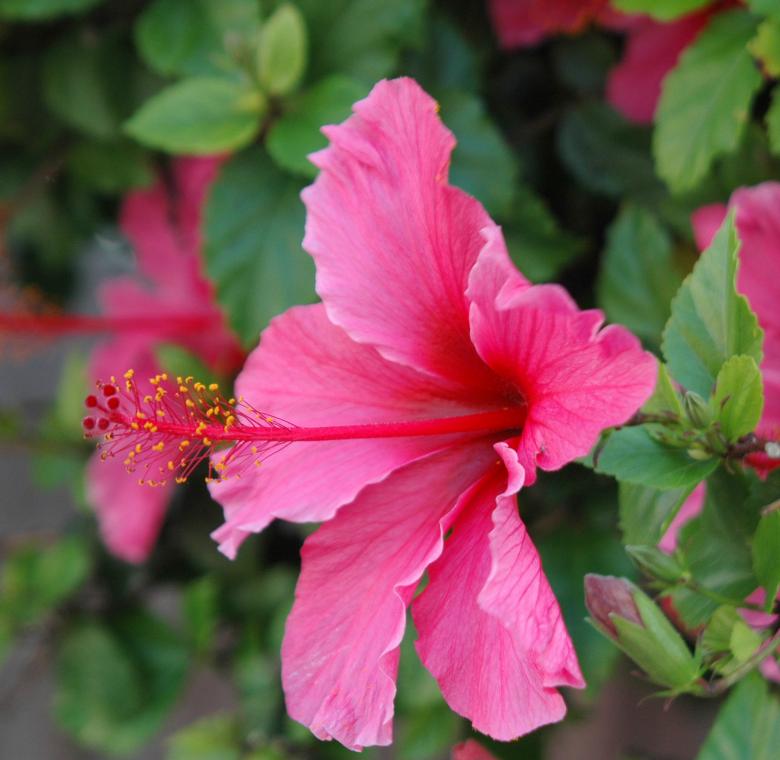 Free stock image of Pink Hibiscus created by Sheila Macdonald